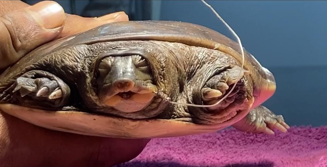Injured Flapshell Turtle Rescued from Powai Lake, Receives Life-Saving Surgery